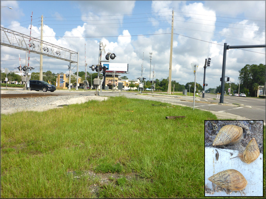 Bulimulus sporadicus Near The Intersection Of Old St. Augustine Road and US-1