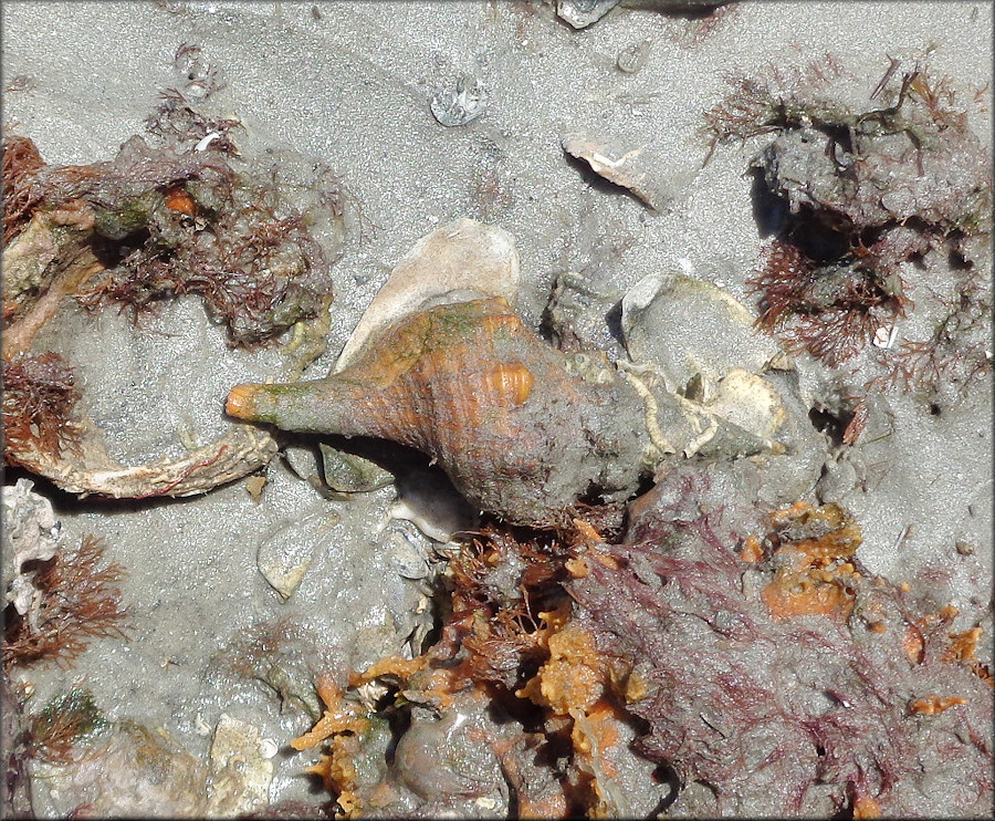 Triplofusus giganteus (Kiener, 1840) Juvenile In Situ