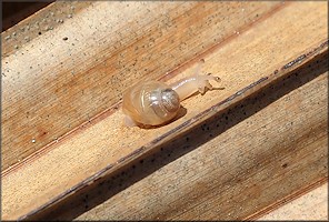 Euglandina rosea (Frussac, 1821) Juvenile