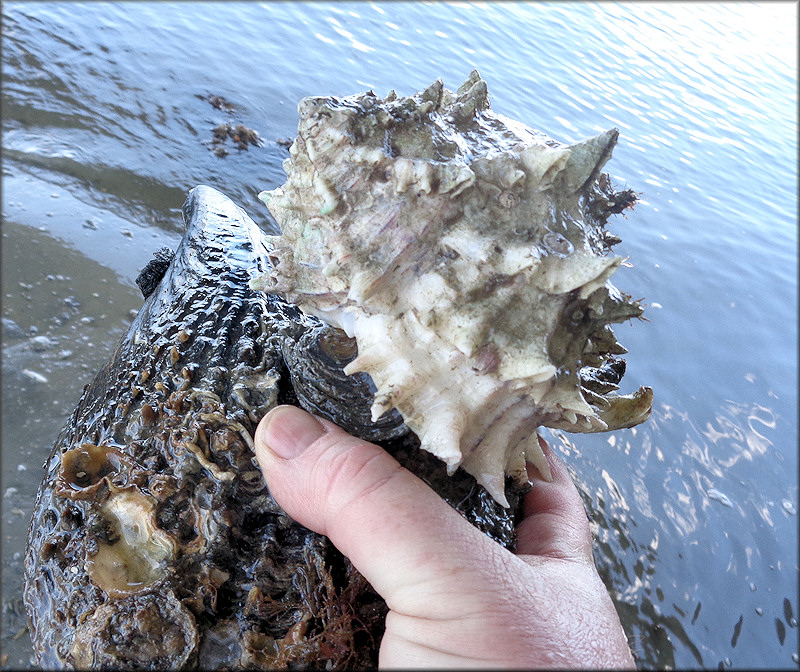 Hexaplex fulvescens (G. B. Sowerby II, 1834) Giant Eastern Murex Feeding