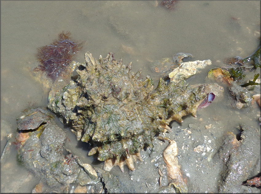 Hexaplex fulvescens (G. B. Sowerby II, 1834) Giant Eastern Murex Feeding