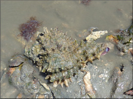 Hexaplex fulvescens (G. B. Sowerby II, 1834) Giant Eastern Murex Feeding