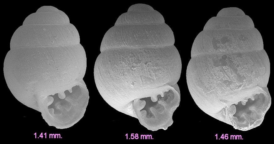 Vertigo species cf. V. ovata Say, 1822 ? sp. nov. (Florida Fossil)