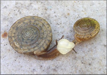 Polygyra septemvolva Say, 1818 Florida Flatcoil Mating