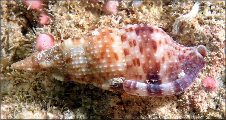 Colubraria testacea (Mrch, 1852) Shelly Dwarf Triton