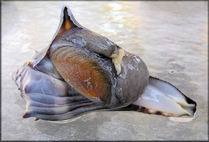 Busycon carica (Gmelin, 1791) Knobbed Whelk