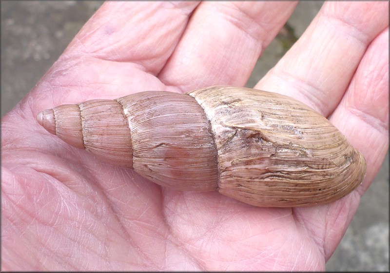 Euglandina rosea (Frussac, 1821) Rosy Wolfsnail - Very Large Specimen