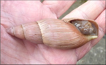 Euglandina rosea (Férussac, 1821) Rosy Wolfsnail - Very Large Specimen