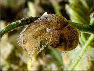 Haminoea antillarum  (d’Orbigny, 1841) Antilles Glassy-bubble