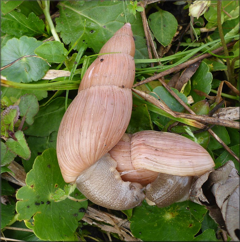 Euglandina rosea (Frussac, 1821) Pre Mating