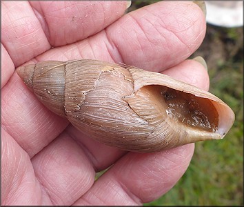 Euglandina rosea (Frussac, 1821) Damaged Shell