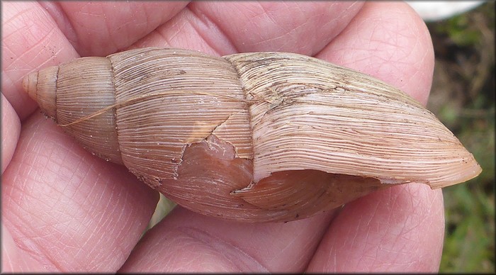 Euglandina rosea (Frussac, 1821) Damaged Shell