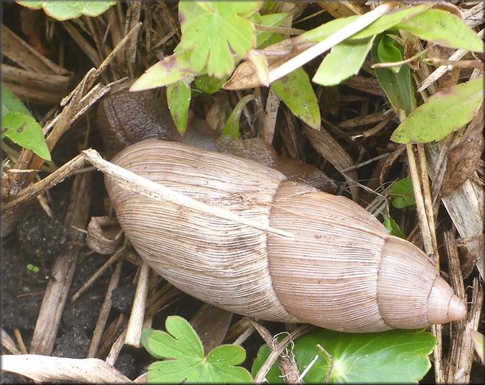 Euglandina rosea (Frussac, 1821) Damaged Shell