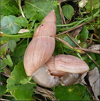 Euglandina rosea (Frussac, 1821) Pre Mating