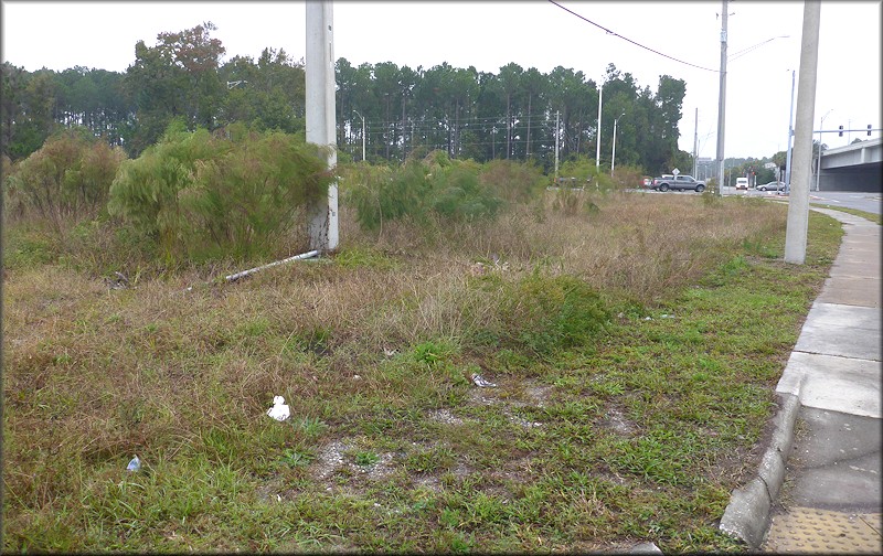 Bulimulus sporadicus On Southwest Corner Of Intersection Of Beach And Kernan Boulevards