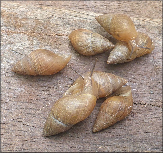 Bulimulus sporadicus On Tredinick Parkway East Of The Southside Connector