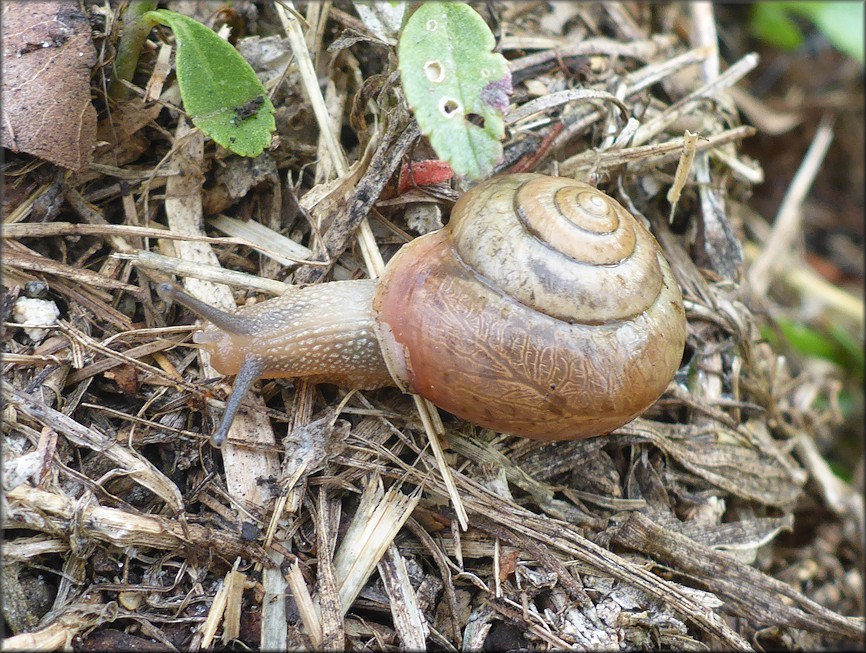 Bradybaena similaris (Frussac, 1821) In Situ