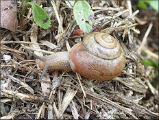 Bradybaena similaris (Frussac, 1821) In Situ