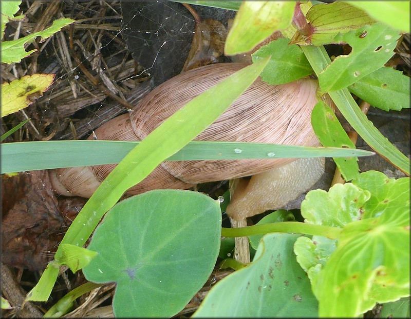 Euglandina rosea (Frussac, 1821) In Situ Feeding On Polygyra septemvolva