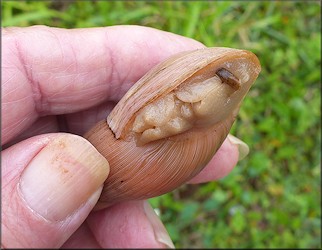 Euglandina rosea (Frussac, 1821) In Situ Feeding On Probable Polygyra septemvolva