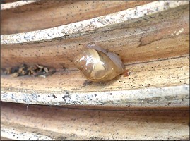 Euglandina rosea (Frussac, 1821) Juveniles In Situ