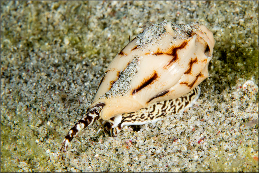 Cymbiola vespertilio (Linnaeus, 1758) Juvenile