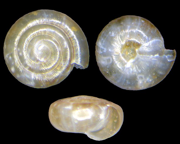 Paravitrea multidentata (A. Binney, 1841) Dentate Supercoil