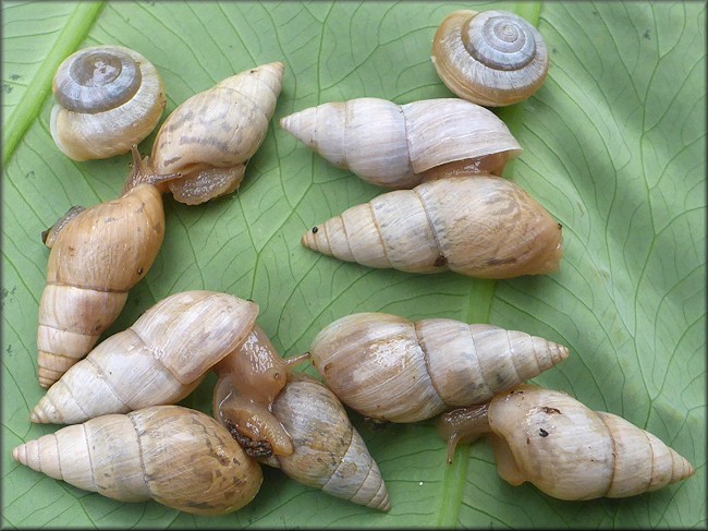 Bulimulus sporadicus On Southwest Corner Of Intersection Of Beach And Kernan Boulevards