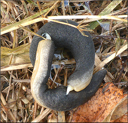 Belocaulus angustipes (Heynemann, 1885) Black-velvet Leatherleaf Mating