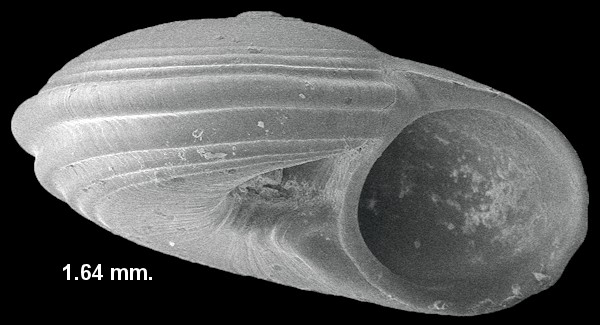 Solariorbis infracarinatus Gabb, 1881 Gabbs Vitrinella