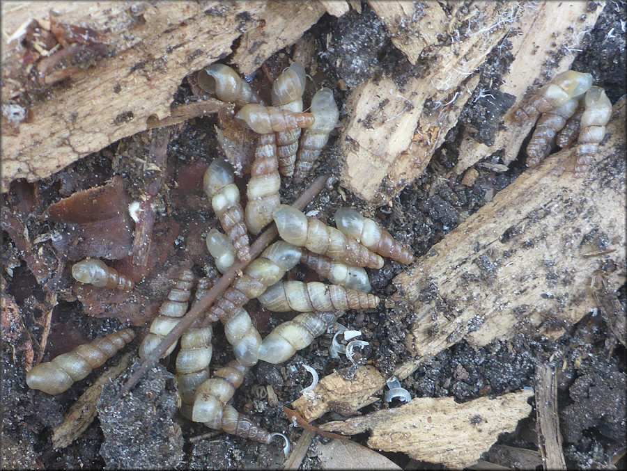 Subulina octona (Bruguire, 1792) Miniature Awlsnail In Situ