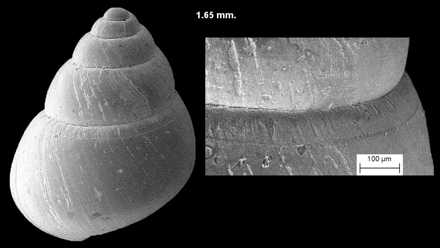 Angustassimea succinea (L. Pfeiffer, 1840) Atlantic Assiminea