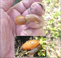 Euglandina rosea (Frussac, 1821) Juvenile