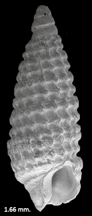 Cerithiopsis aralia Olsson and Harbison, 1953 Fossil