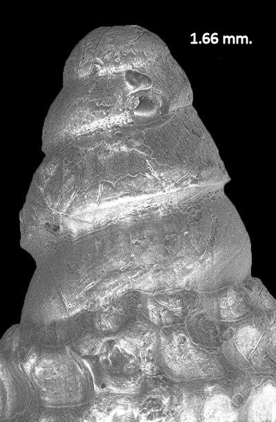 Cerithiopsis aralia Olsson and Harbison, 1953 Fossil