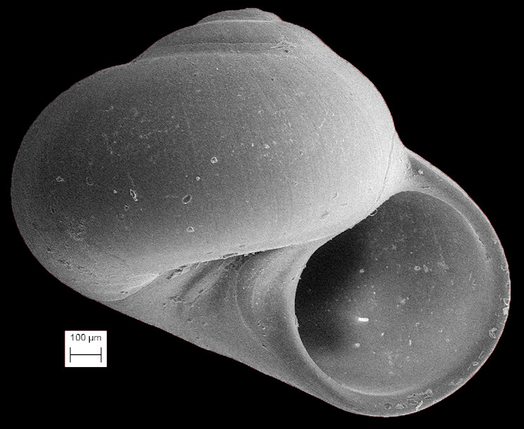 Teinostoma altum Pilsbry in Olsson and Harbison, 1953 High-spired Vitrinella