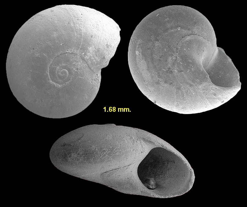 Teinostoma biscaynense Pilsbry and McGinty, 1945 Biscayne Vitrinella