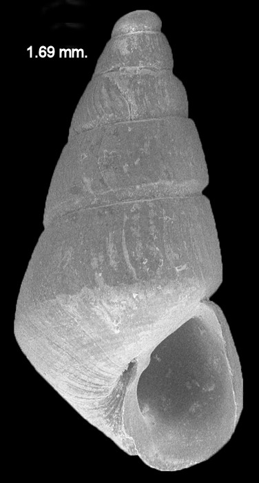 Eulimastoma canaliculatum (C. B. Adams, 1850) Channeled Odostome