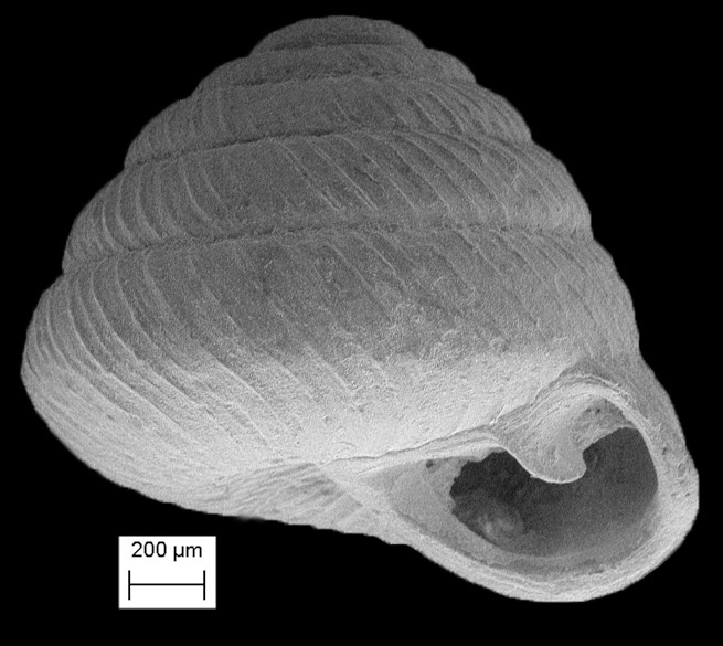 Strobilops texasianus Pilsbry and Ferriss, 1906 Southern Pinecone