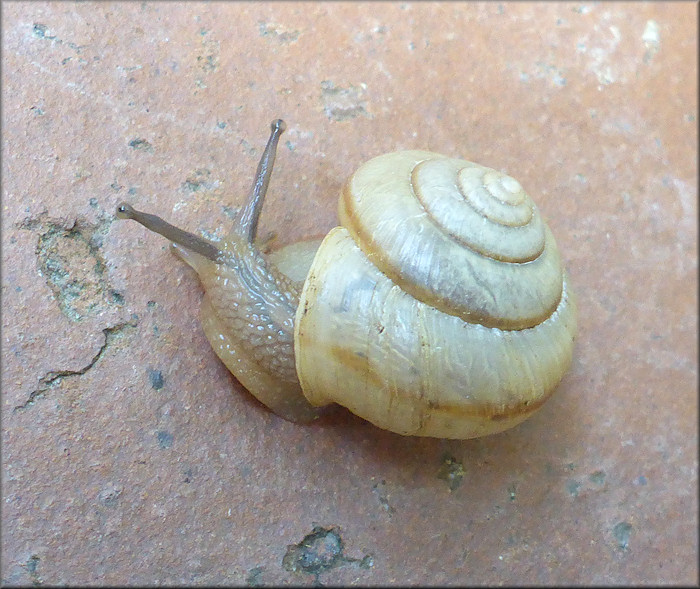 Bradybaena similaris (Frussac, 1821) Asian Tramp Snail