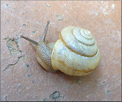 Bradybaena similaris (Frussac, 1821) Asian Tramp Snail