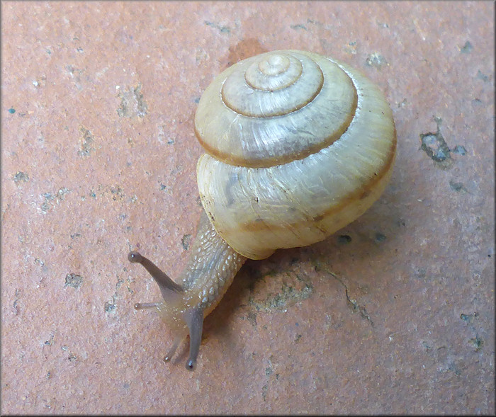 Bradybaena similaris (Frussac, 1821) Asian Tramp Snail