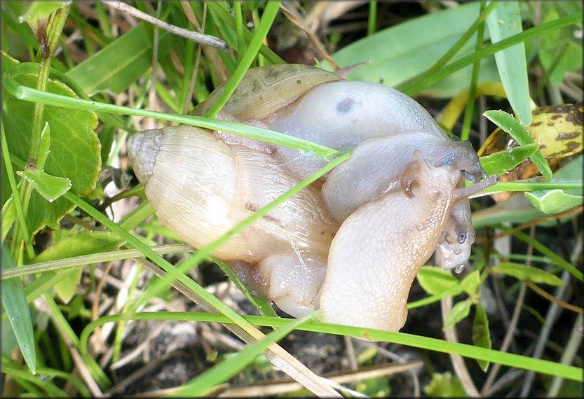 Euglandina rosea (Frussac, 1821) Three Juveniles Mating In Situ