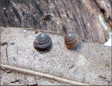 Strobilops aeneus Pilsbry, 1926 Bronze Pinecone In Situ