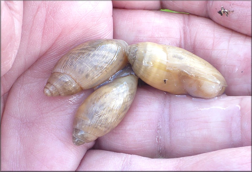 Euglandina rosea (Frussac, 1821) Three Juveniles Mating In Situ