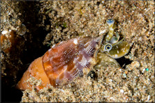 Tridentarius dentatus (Linnaeus, 1758) Living Animal