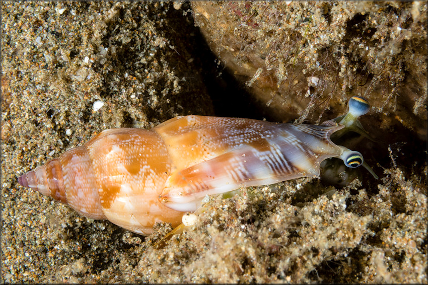 Tridentarius dentatus (Linnaeus, 1758) Living Animal