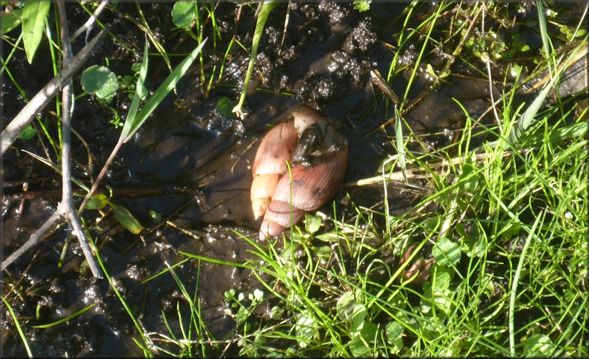 Euglandina rosea (Frussac, 1821) Mating In Water