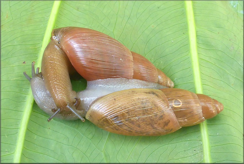 Euglandina rosea (Frussac, 1821) Mating In Captivity