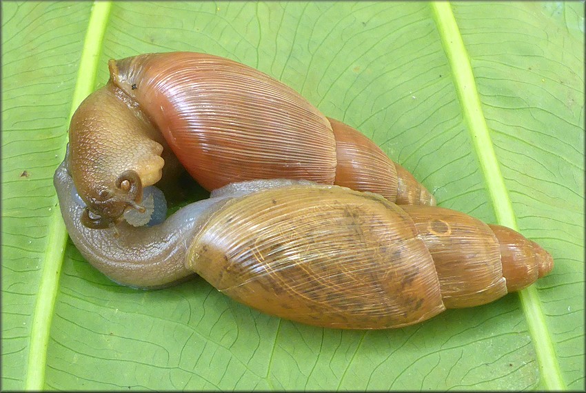 Euglandina rosea (Frussac, 1821) Mating In Captivity